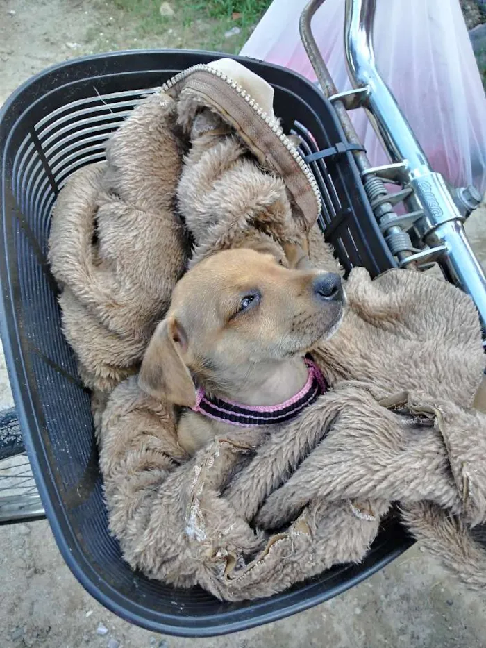 Cachorro ra a Rnd idade Abaixo de 2 meses nome Nao 