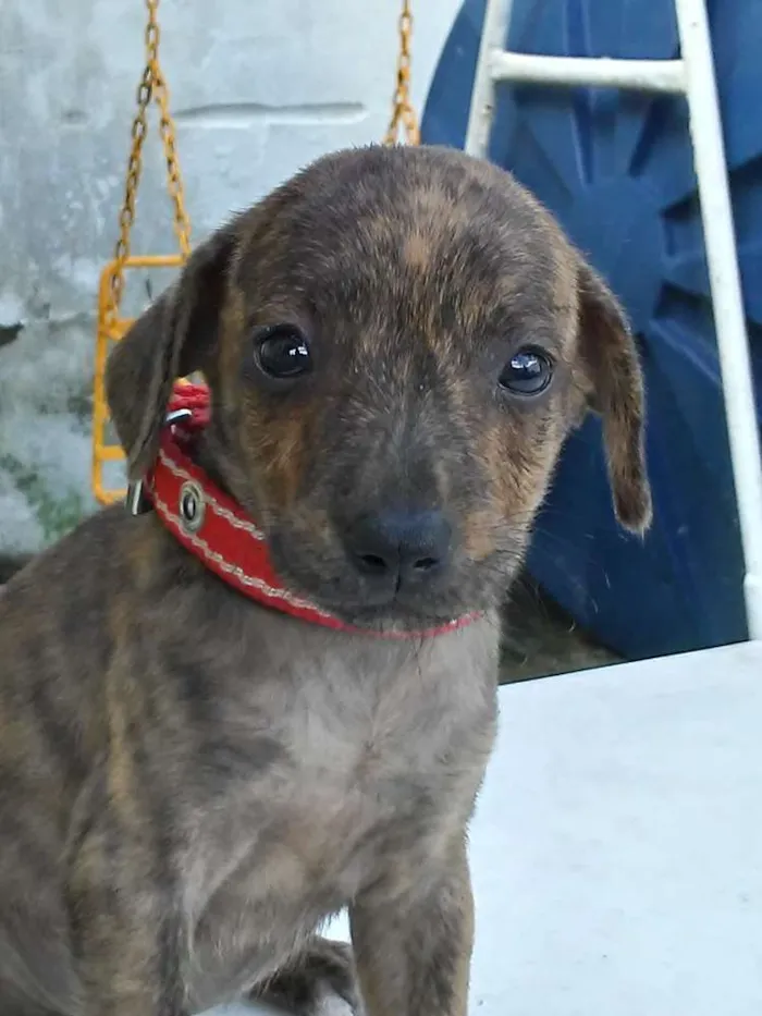 Cachorro ra a Rnd idade Abaixo de 2 meses nome Nao 