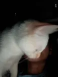 Não tem
