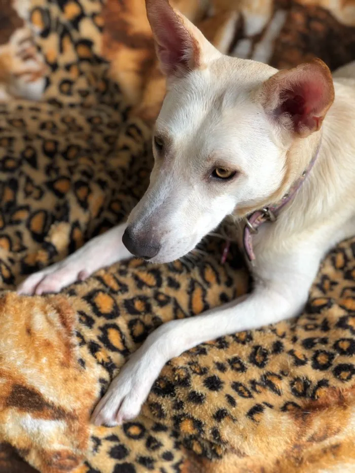 Cachorro ra a Srd idade  nome Lily