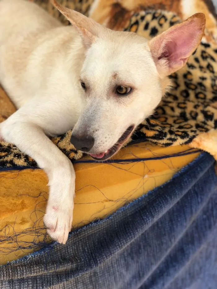 Cachorro ra a Srd idade  nome Lily