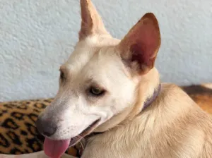 Cachorro raça Srd idade  nome Lily