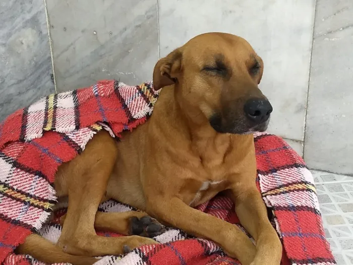 Cachorro ra a Vira-Lata idade 4 anos nome Sem Nome