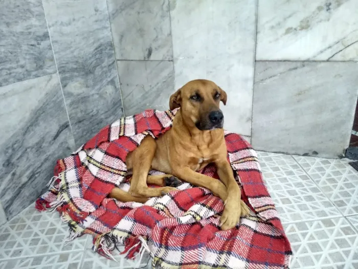 Cachorro ra a Vira-Lata idade 4 anos nome Sem Nome