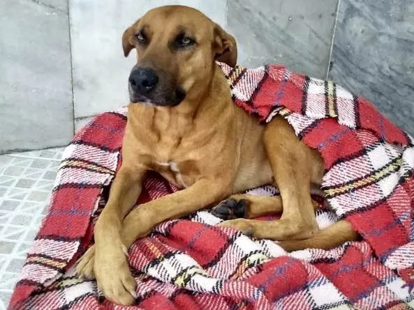 Cachorro ra a Vira-Lata idade 4 anos nome Sem Nome