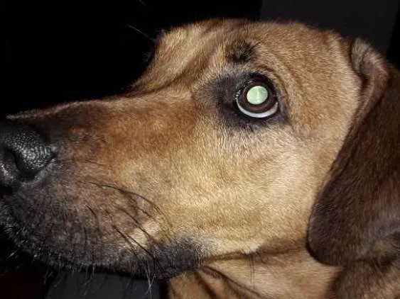 Cachorro ra a Não definida idade 1 ano nome Lilica