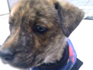 Cachorro raça Vira lata idade Abaixo de 2 meses nome Tigre