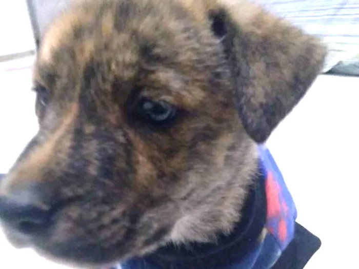 Cachorro ra a Vira lata idade Abaixo de 2 meses nome Tigre