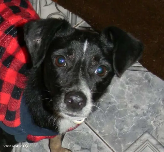 Cachorro raça SRD idade 1 ano nome NINO