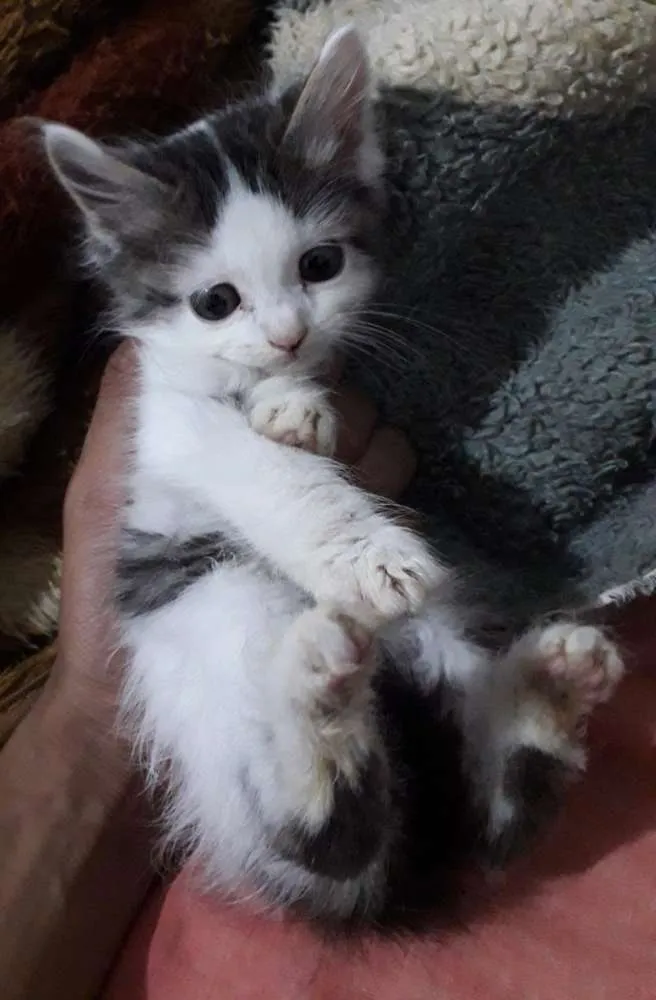 Gato ra a  idade Abaixo de 2 meses nome Sol