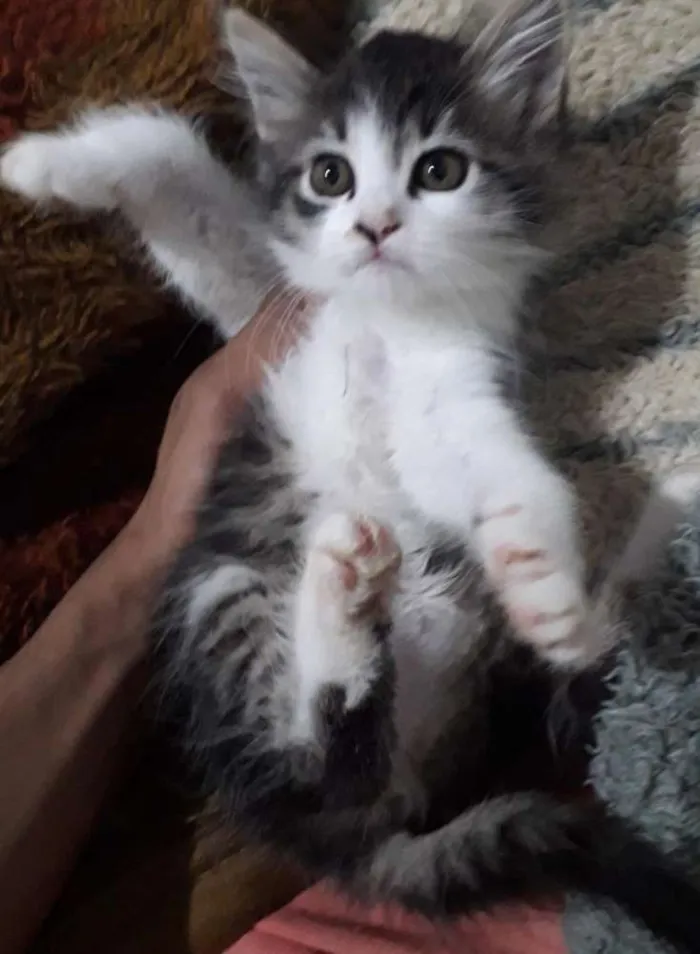 Gato ra a  idade Abaixo de 2 meses nome Sol