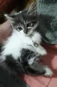 Sol