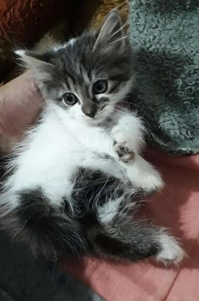 Gato ra a  idade Abaixo de 2 meses nome Sol
