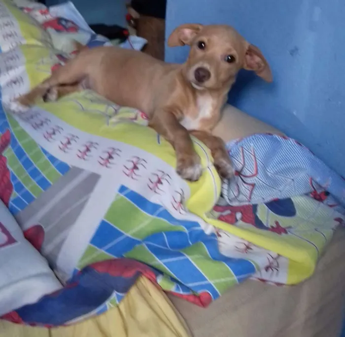 Cachorro ra a  idade 2 a 6 meses nome Raul