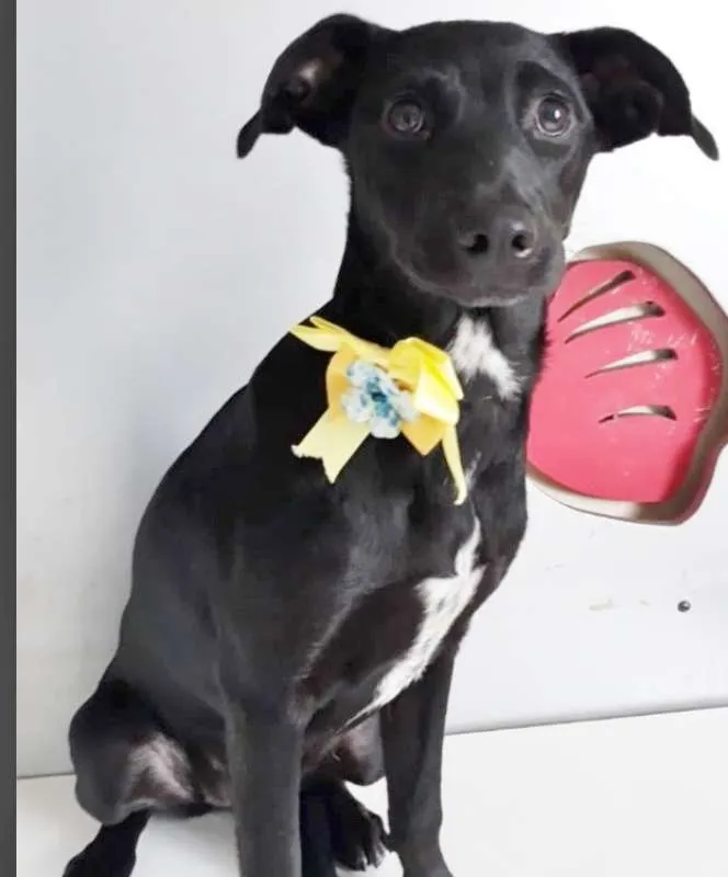 Cachorro ra a SRD idade 2 a 6 meses nome CLARICE