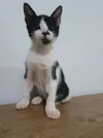 Manchinha