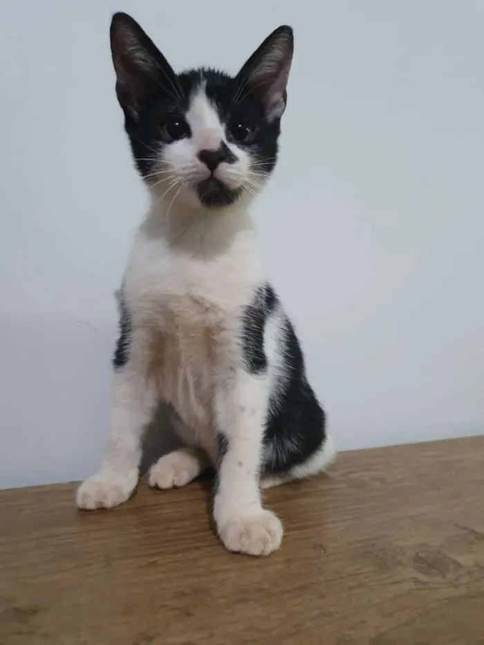 Gato ra a Vira-lata idade 2 a 6 meses nome Manchinha