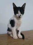 Manchinha