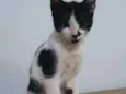 Manchinha
