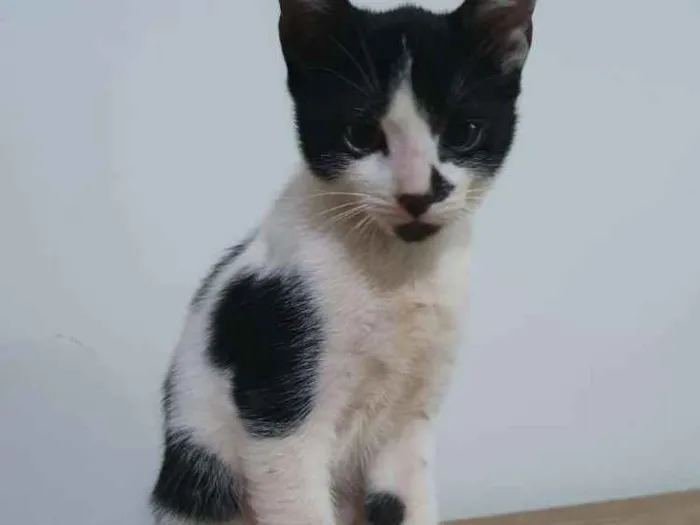 Gato ra a Vira-lata idade 2 a 6 meses nome Manchinha