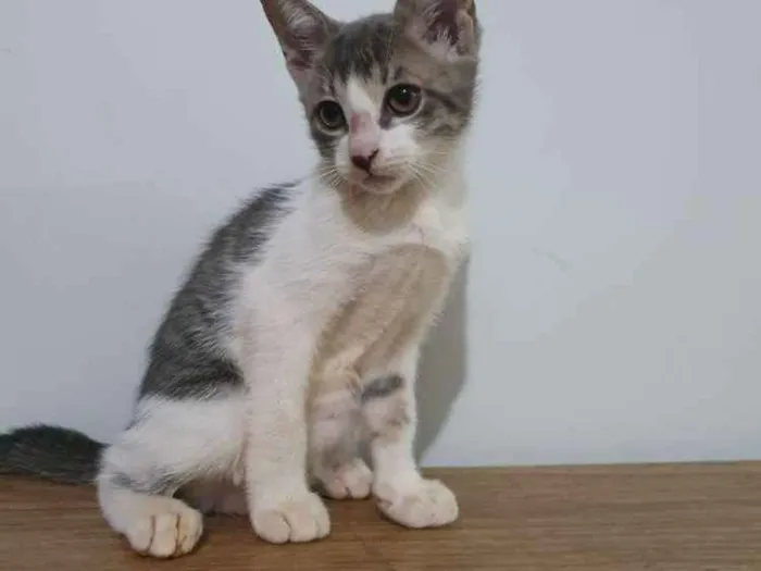 Gato ra a Vira-lata idade 2 a 6 meses nome Sem nome