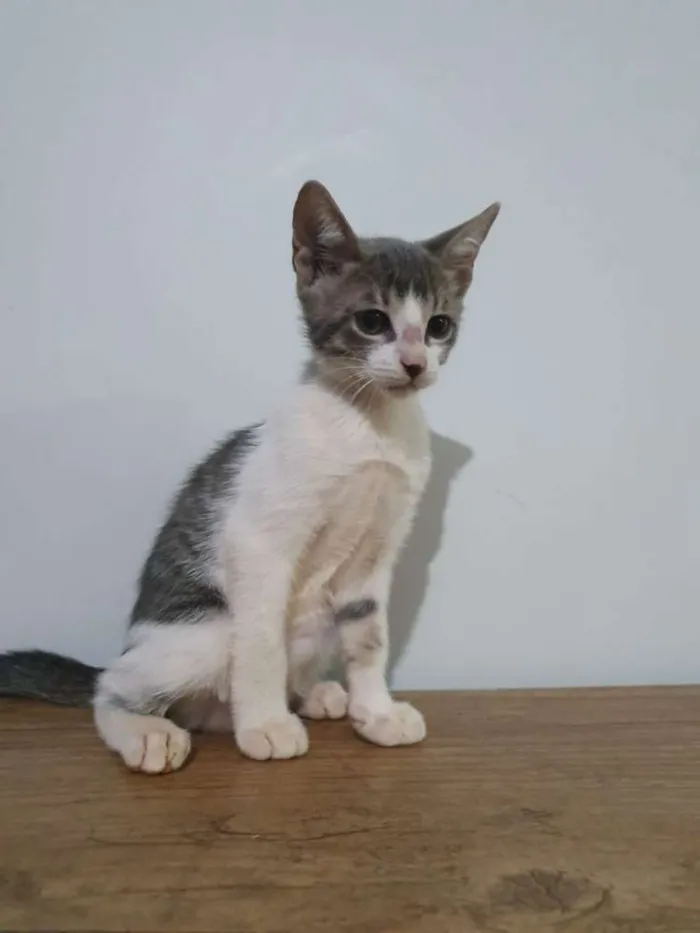 Gato ra a Vira-lata idade 2 a 6 meses nome Sem nome