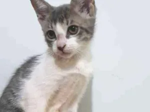 Gato raça Vira-lata idade 2 a 6 meses nome Sem nome