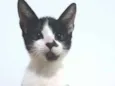 Manchinha
