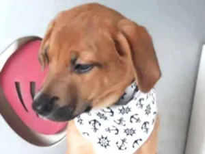 Cachorro raça SRD idade 2 a 6 meses nome CLÓVIS