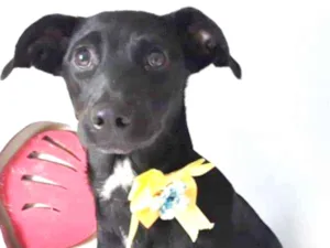 Cachorro raça SRD idade 2 a 6 meses nome CLARICE
