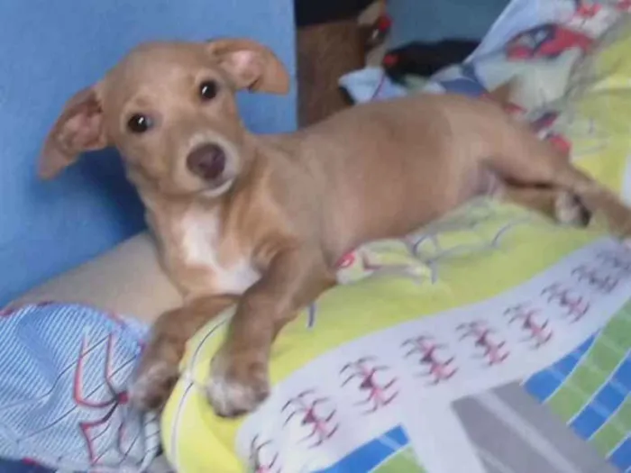 Cachorro ra a  idade 2 a 6 meses nome Raul