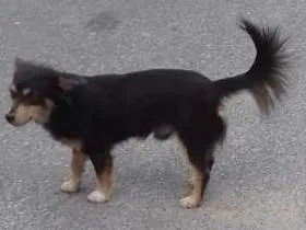Cachorro ra a  idade 1 ano nome Sara