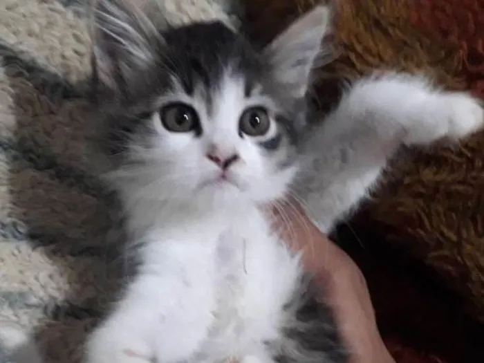 Gato ra a  idade Abaixo de 2 meses nome Sol