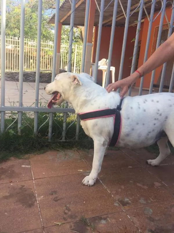 Cachorro ra a BULL TERRIER idade 6 ou mais anos nome NINA