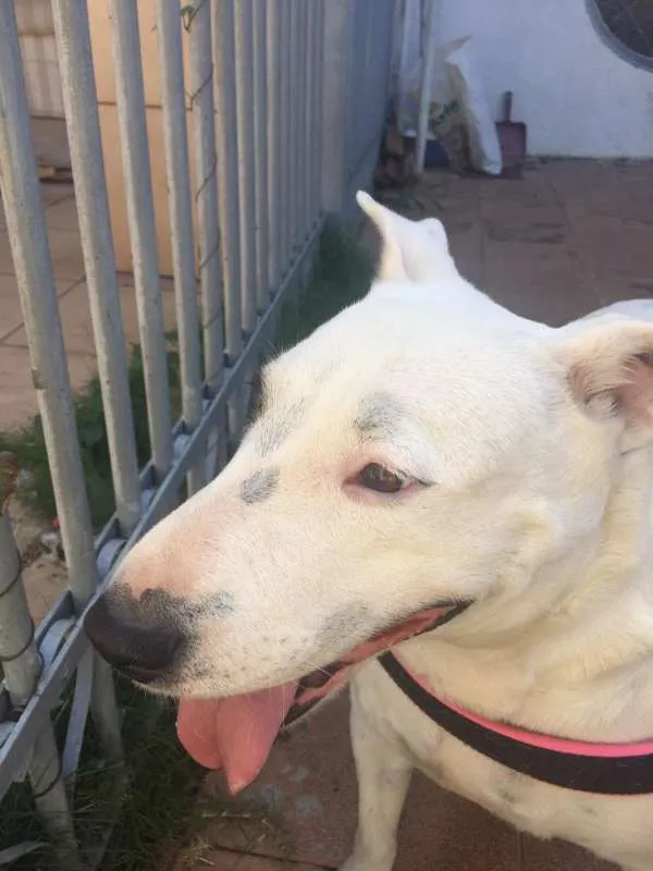 Cachorro ra a BULL TERRIER idade 6 ou mais anos nome NINA