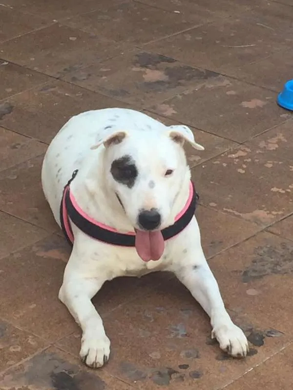 Cachorro ra a BULL TERRIER idade 6 ou mais anos nome NINA