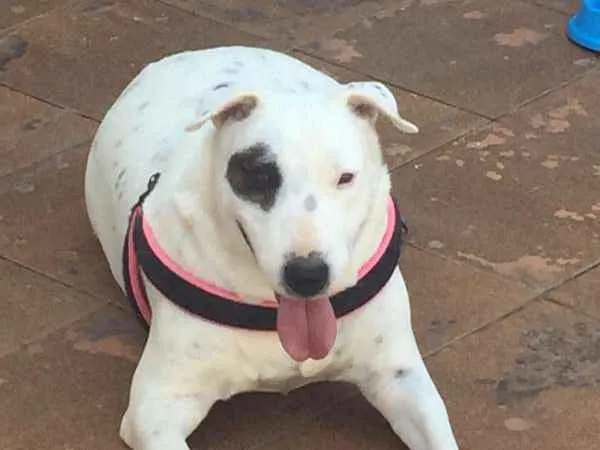 Cachorro ra a BULL TERRIER idade 6 ou mais anos nome NINA