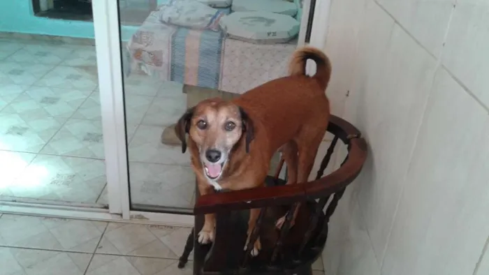 Cachorro ra a SRD idade 4 anos nome Teco