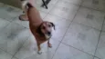 Teco
