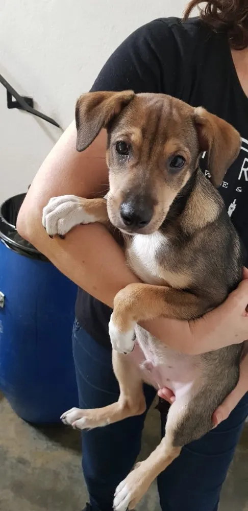 Cachorro ra a SRD idade 2 a 6 meses nome Sem nome