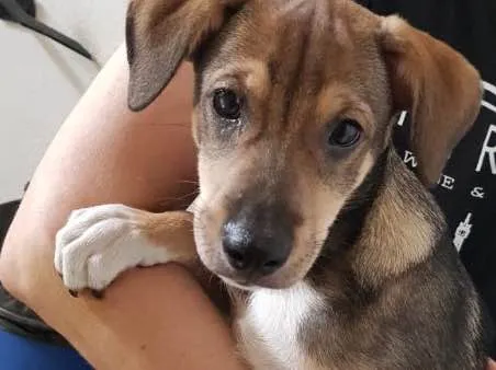 Cachorro ra a SRD idade 2 a 6 meses nome Sem nome