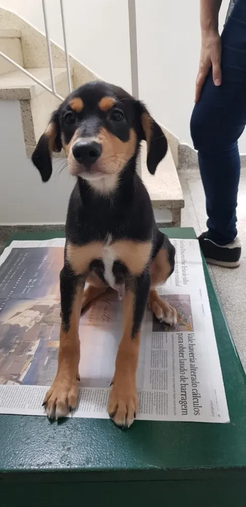 Cachorro ra a SRD idade 2 a 6 meses nome Sem nome