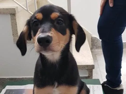 Cachorro ra a SRD idade 2 a 6 meses nome Sem nome