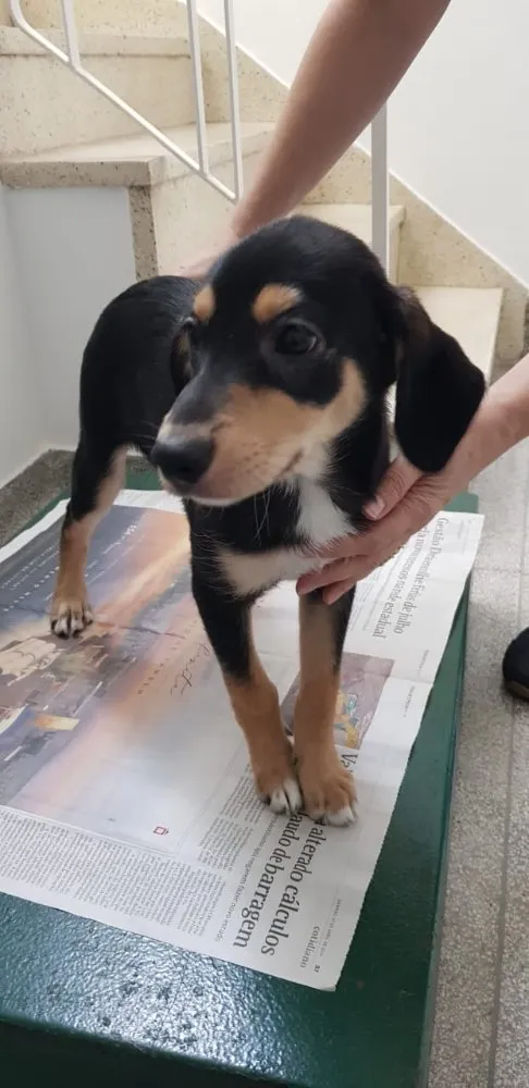 Cachorro ra a SRD idade 2 a 6 meses nome Sem nome