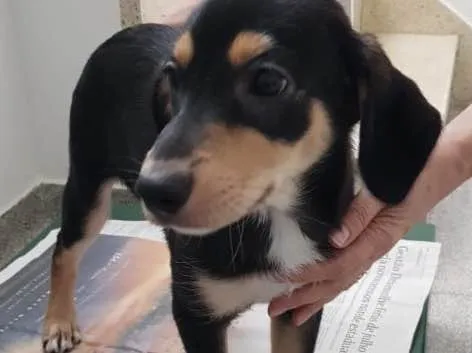 Cachorro ra a SRD idade 2 a 6 meses nome Sem nome
