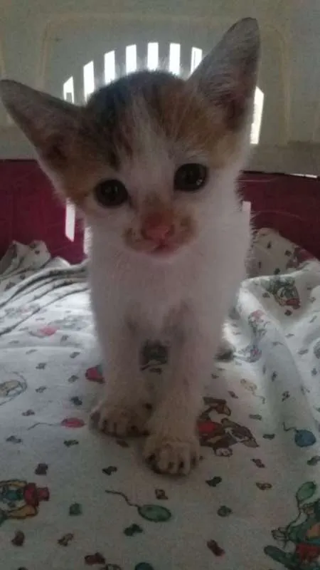 Gato ra a srd idade Abaixo de 2 meses nome Sem nome