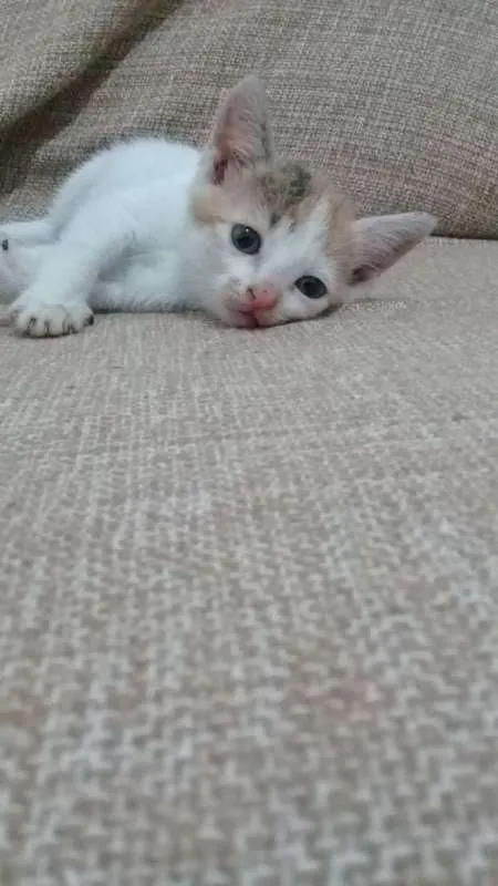 Gato ra a srd idade Abaixo de 2 meses nome Sem nome