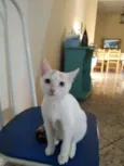 Miucha