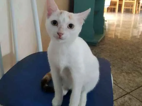 Gato ra a Srd idade 2 a 6 meses nome Miucha