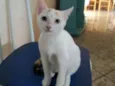 Miucha